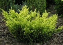 Juniperus horizontalis Lime glow / Arany, terülő, henye boróka
